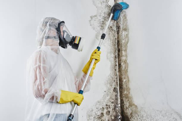 Best Attic Mold Removal  in Graton, CA