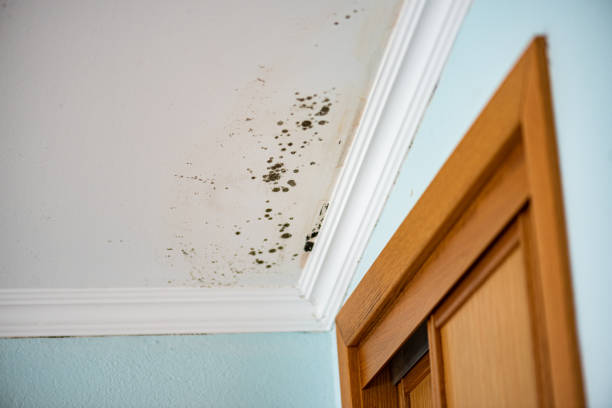 Best Black Mold Removal  in Graton, CA