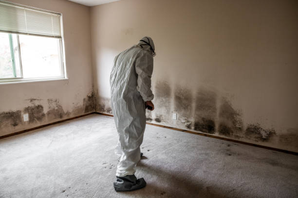 Mold Removal Process in Graton, CA
