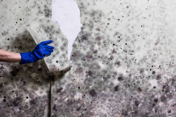 Best Mold Damage Repair  in Graton, CA